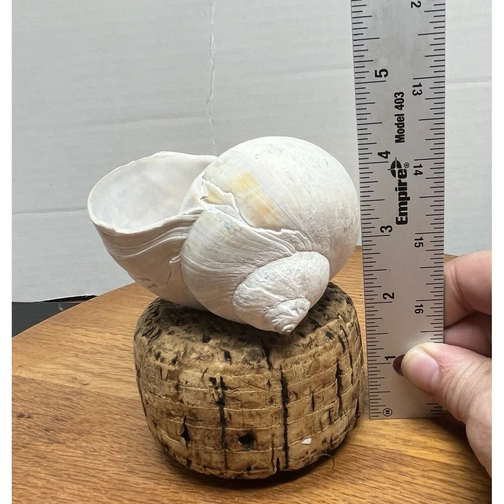 Vtg Natural Sea Moon Snail Rustic Resting Cork Base Nautical Home Decor Beach